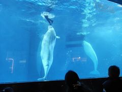 -海合安成都极地海洋公园