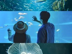 -大阪海游馆