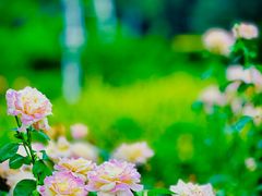 -国家植物园