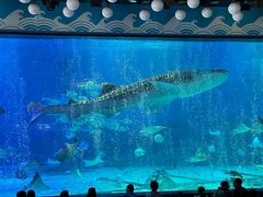 -烟台海昌鲸鲨海洋公园