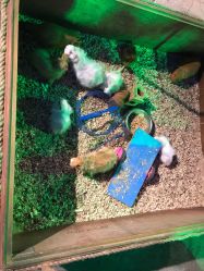 -酷嗒动物文化乐园(cutezoo西溪乐天城店)