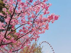 -顾村公园