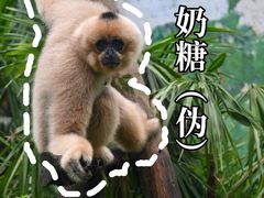 -成都动物园