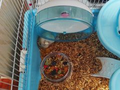 -钓仓鼠(洋桥北里小区店)