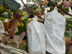 -马陆小张葡萄园农家乐