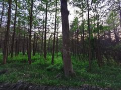 -日照海滨国家森林公园