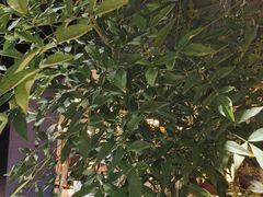 -六月雪干锅(绵阳王府井百货店)