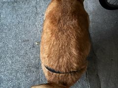 -美联众合动物医院·24h转诊中心