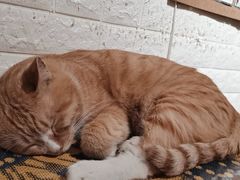 -平行世界·猫咖(首经贸店)
