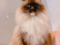 -猫儿山۰猫主题餐厅