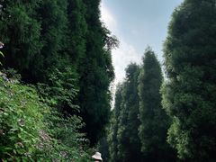 -武陵山森林公园