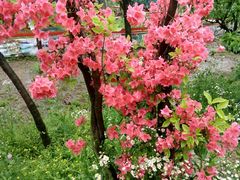 -南汇桃花村
