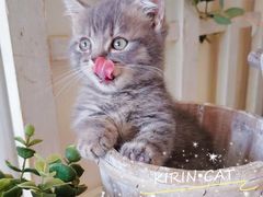 -十年猫舍·猫咪专门店(普陀店)