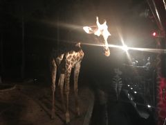 -清迈夜间动物园