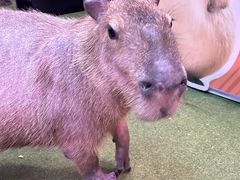-正佳雨林生态植物园