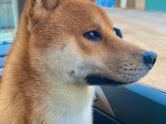 -小叮当动物医院·骨科·眼科