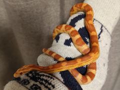 -酷以爬仙阁实体爬宠店·守宫·蜥蜴·专业繁育