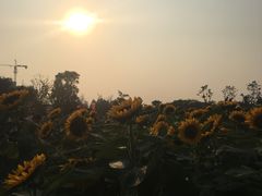 -瑶湖郊野森林公园