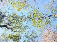 -汤旺河林海奇石景区