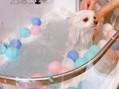 -佐罗家宠物馆·猫文化馆(紫霞路店)