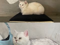 -浣熊柯尔鸭土拨鼠·电玩咖