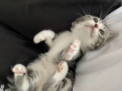 -喵zoo家庭繁育猫舍(尖东智能花园店)