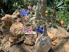 -国家植物园南园