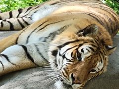 -哈尔滨北方森林动物园