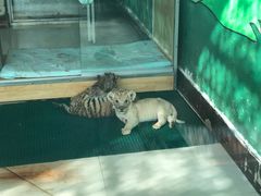 -大连森林动物园