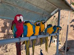 -西霞口神雕山野生动物世界