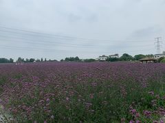 -紫颐香薰山谷景区