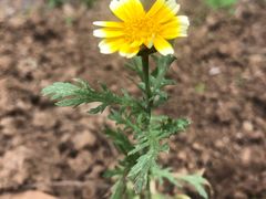 -长春观斋补堂素菜馆