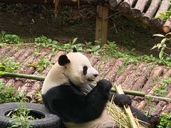 -黔灵山公园