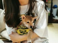 -逗柴咖啡屋·狗咖猫咖宠物桌游