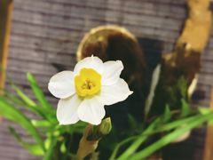 门口一花-扫雪煮茶(西村店)