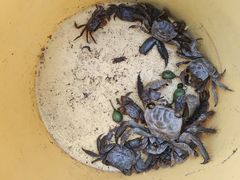 -上海吴淞炮台湾国家湿地公园