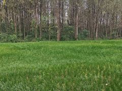 -白鹭湾湿地公园