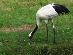 -钏路市丹顶鹤自然公园