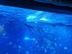 -烟台海昌鲸鲨海洋公园