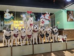 -Husky Go! 哈士奇体验馆·宠物咖啡厅狗咖