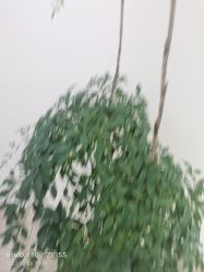 -HEYAN荷妍专业脱毛连锁机构