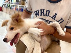 -翊宠yipet猫狗购宠庄园犬舍•猫舍