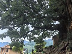 -杨家堂村