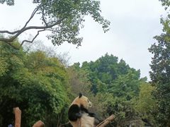 -重庆动物园·东二门售票处