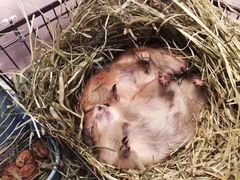 -钓仓鼠(洋桥北里小区店)