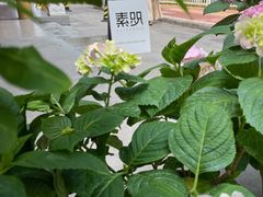 -素咫咖啡CLIFEROSE