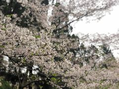 -武汉大学-樱园