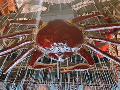 大堂-蟹之国·精品蟹料理(极地店)