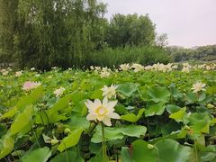 -中国宋庆龄青少年科技文化交流中心