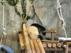 -深圳野生动物园